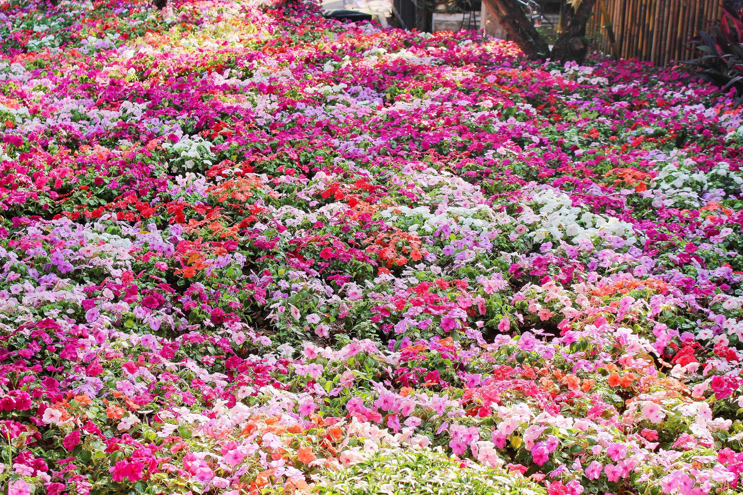 50 MIXED COLORS Dwarf IMPATIENS Walleriana Sun or Full Shade Red, White, Pink, Carmine, Scarlet, & Orange Flower Seeds