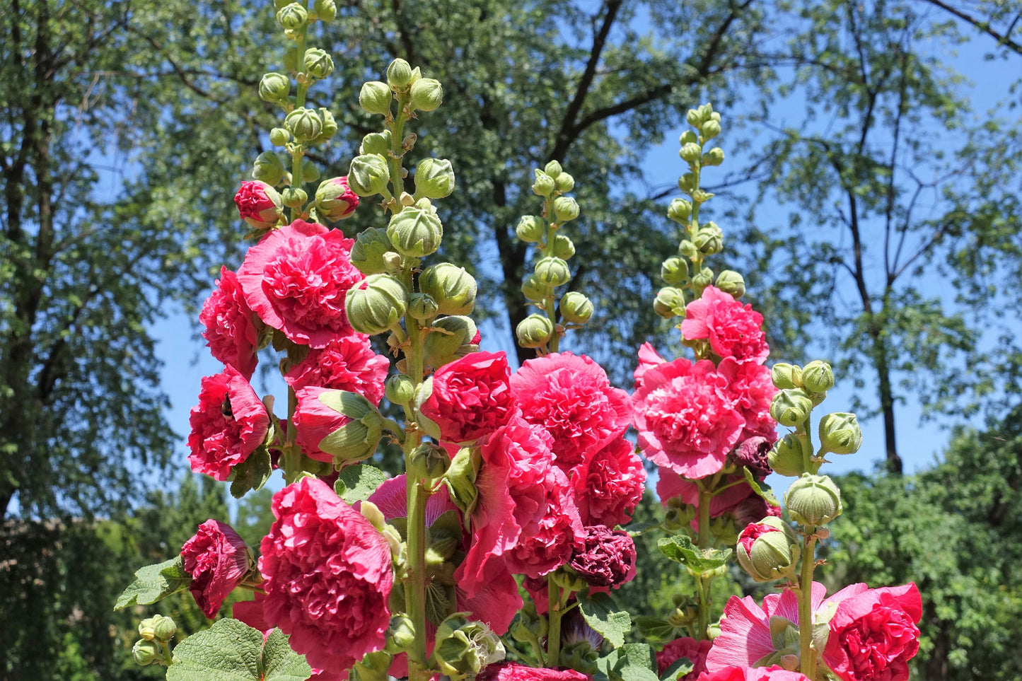 50 SUMMER CARNIVAL HOLLYHOCK Double Mixed Colors Red Pink White Yellow Peach Alcea Rosea Flower Seeds