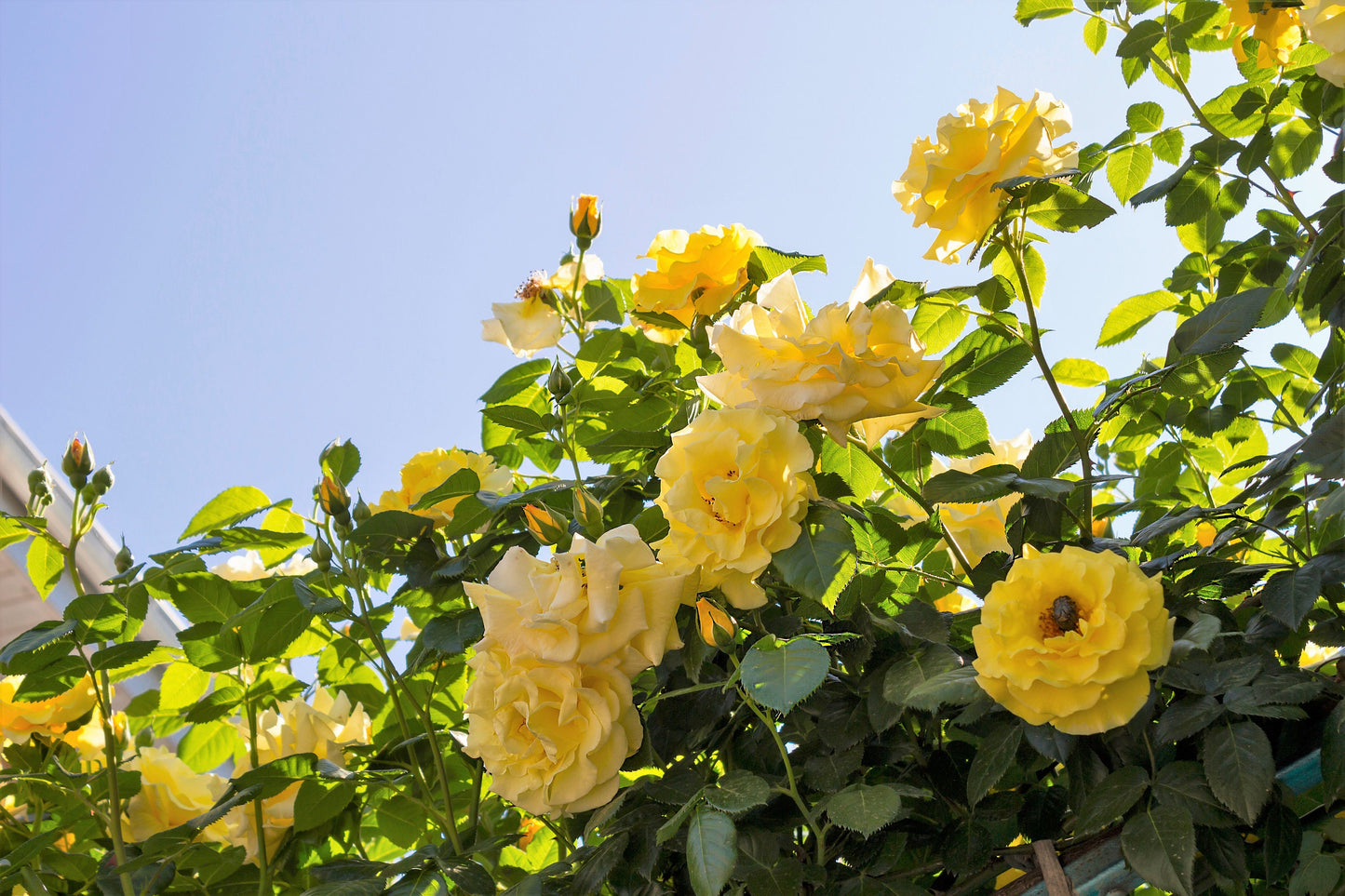 5 YELLOW CLIMBING ROSE Rosa Bush Vine Climber Fragrant Butterfly Flower Seeds