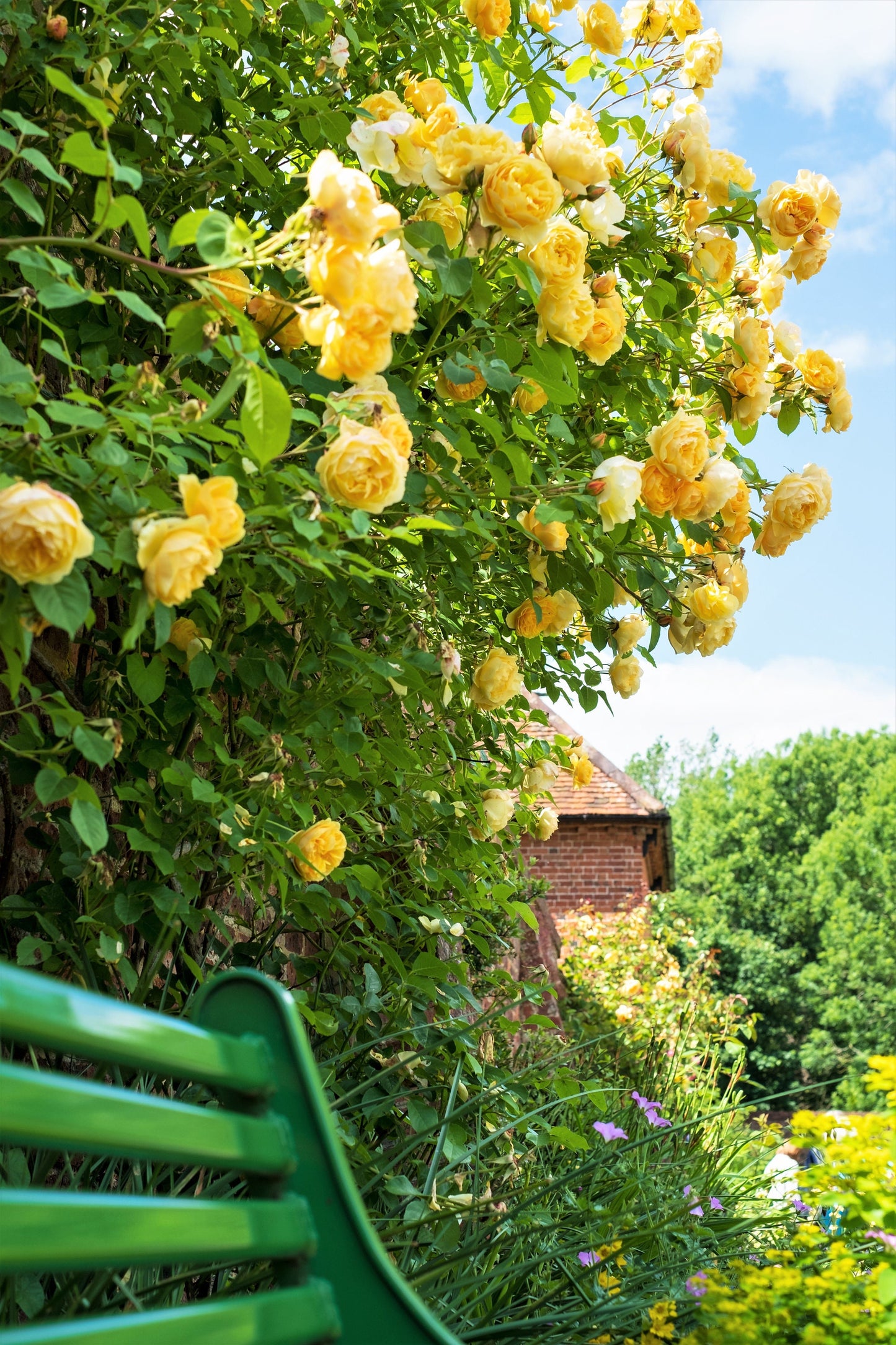 5 YELLOW CLIMBING ROSE Rosa Bush Vine Climber Fragrant Butterfly Flower Seeds