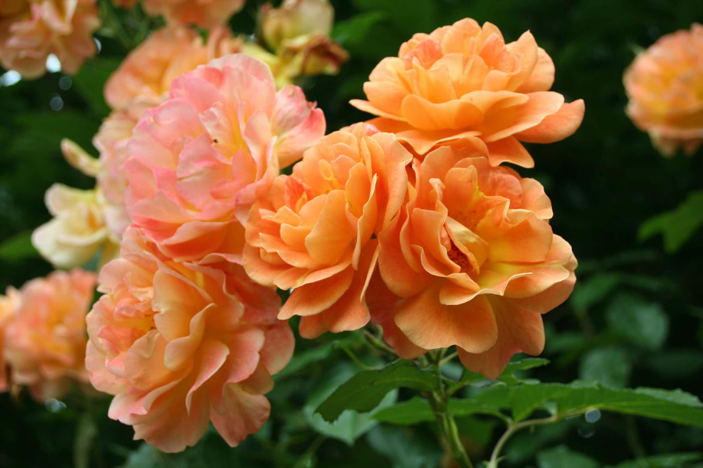 5 ORANGE CLIMBING ROSE Rosa Bush Vine Climber Fragrant Butterfly Flower Seeds