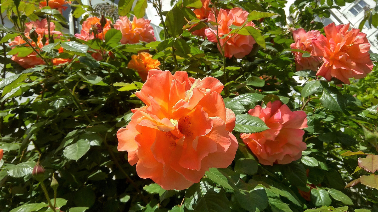 5 ORANGE CLIMBING ROSE Rosa Bush Vine Climber Fragrant Butterfly Flower Seeds