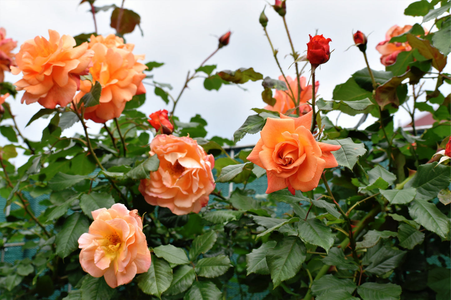 5 ORANGE CLIMBING ROSE Rosa Bush Vine Climber Fragrant Butterfly Flower Seeds