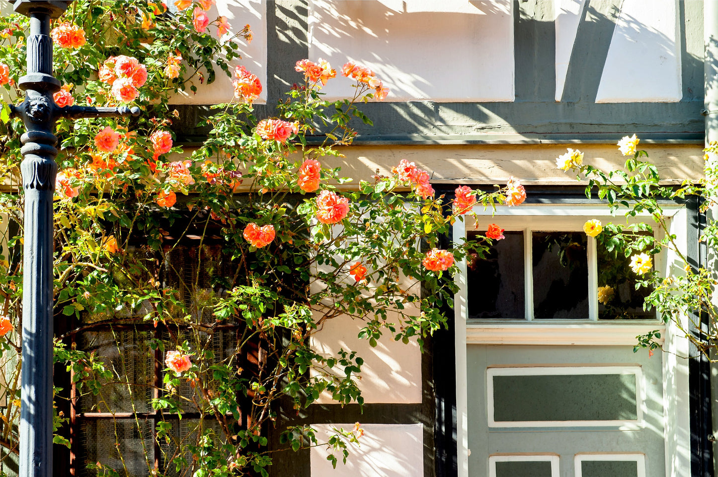5 ORANGE CLIMBING ROSE Rosa Bush Vine Climber Fragrant Butterfly Flower Seeds