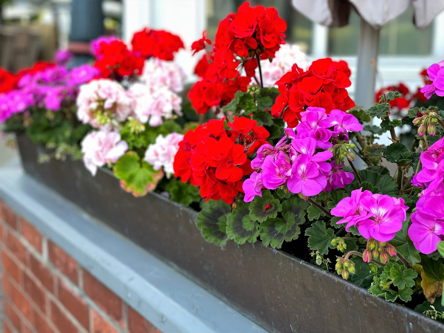 10 MIXED COLORS GERANIUM Pelargonium Zonale Pink, Purple, White, Red, & Salmon Flower Seeds