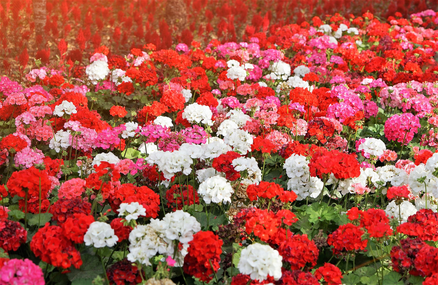 10 MIXED COLORS GERANIUM Pelargonium Zonale Pink, Purple, White, Red, & Salmon Flower Seeds