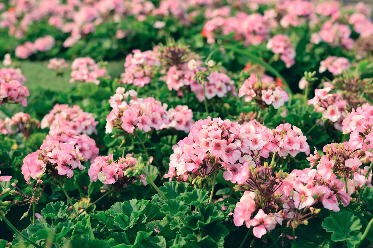10 MIXED COLORS GERANIUM Pelargonium Zonale Pink, Purple, White, Red, & Salmon Flower Seeds