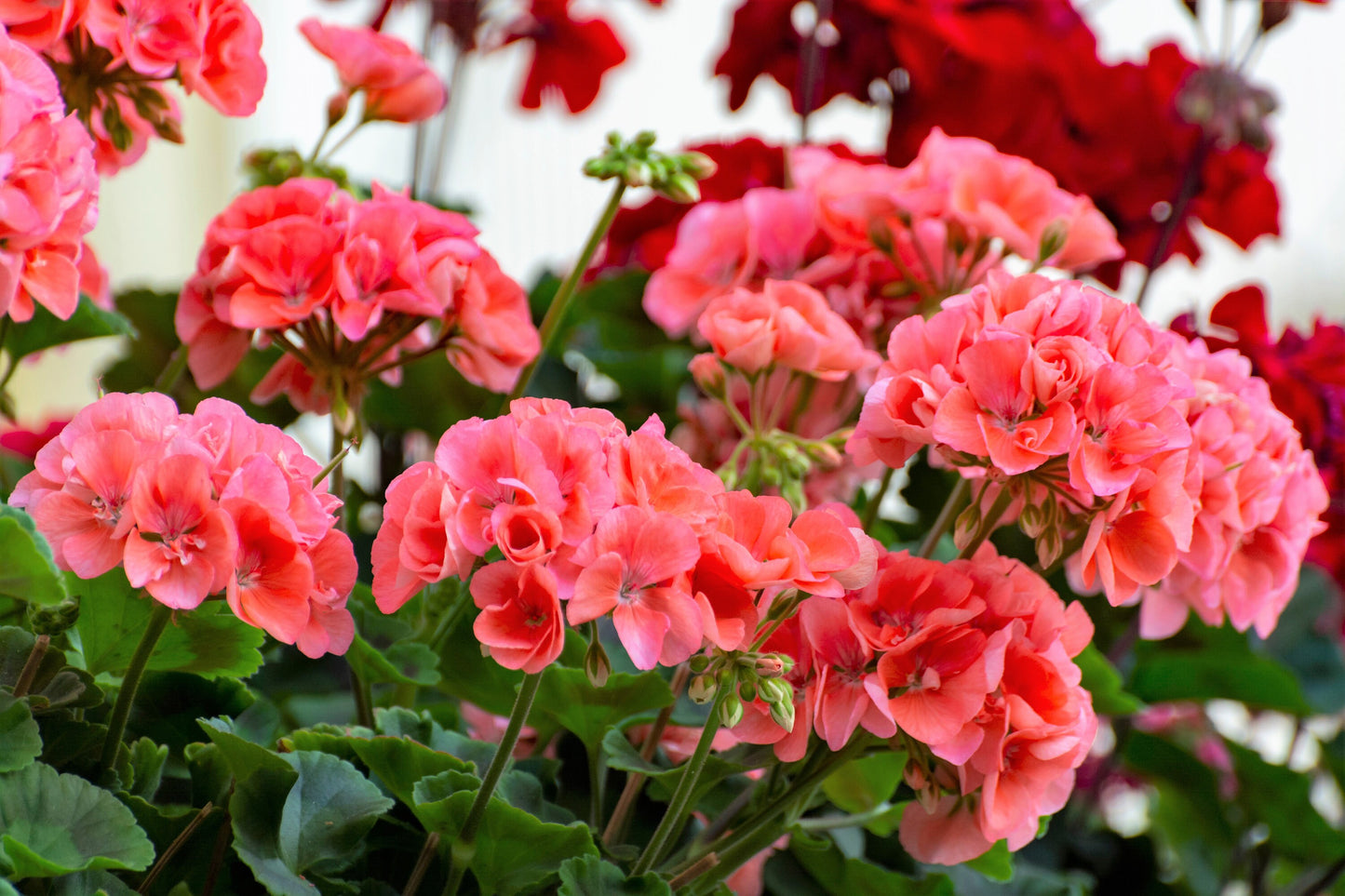 10 MIXED COLORS GERANIUM Pelargonium Zonale Pink, Purple, White, Red, & Salmon Flower Seeds