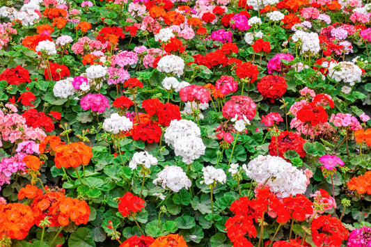 10 MIXED COLORS GERANIUM Pelargonium Zonale Pink, Purple, White, Red, & Salmon Flower Seeds