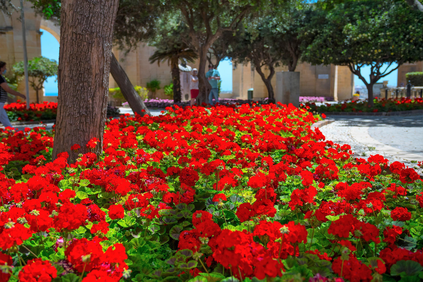 10 MIXED COLORS GERANIUM Pelargonium Zonale Pink, Purple, White, Red, & Salmon Flower Seeds