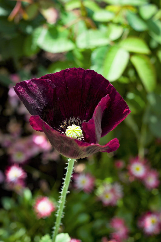250 Organic AFTER MIDNIGHT POPPY Darkest Purple Almost Black Papaver Somniferum Flower Seeds