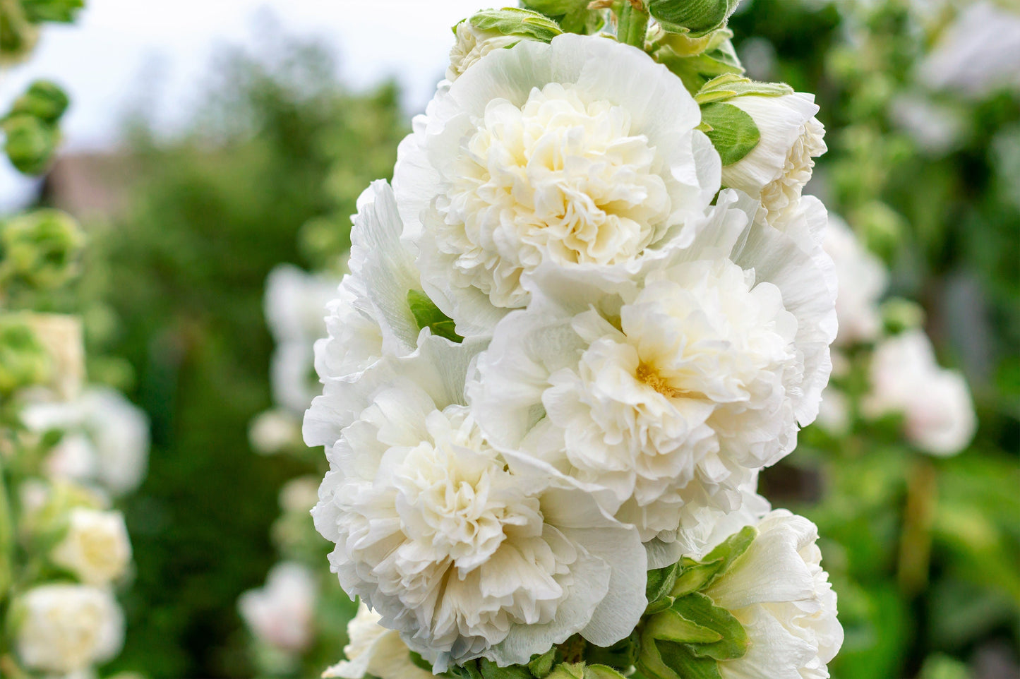 50 SUMMER CARNIVAL HOLLYHOCK Double Mixed Colors Red Pink White Yellow Peach Alcea Rosea Flower Seeds