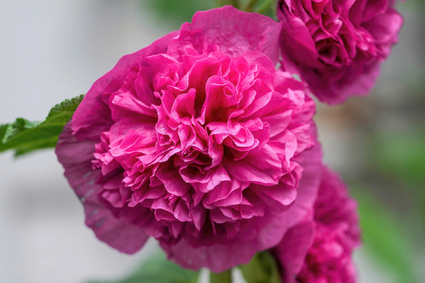 50 SUMMER CARNIVAL HOLLYHOCK Double Mixed Colors Red Pink White Yellow Peach Alcea Rosea Flower Seeds