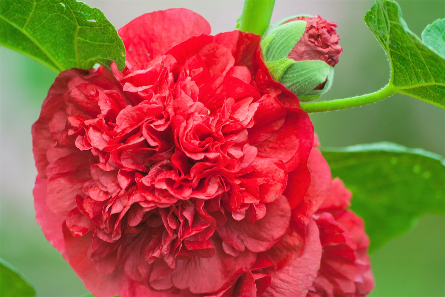 50 SUMMER CARNIVAL HOLLYHOCK Double Mixed Colors Red Pink White Yellow Peach Alcea Rosea Flower Seeds