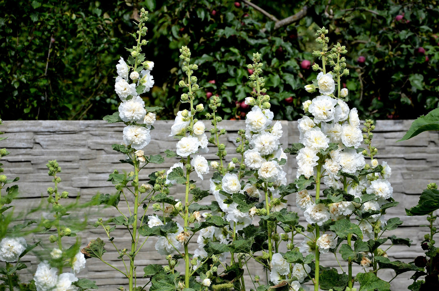 50 SUMMER CARNIVAL HOLLYHOCK Double Mixed Colors Red Pink White Yellow Peach Alcea Rosea Flower Seeds
