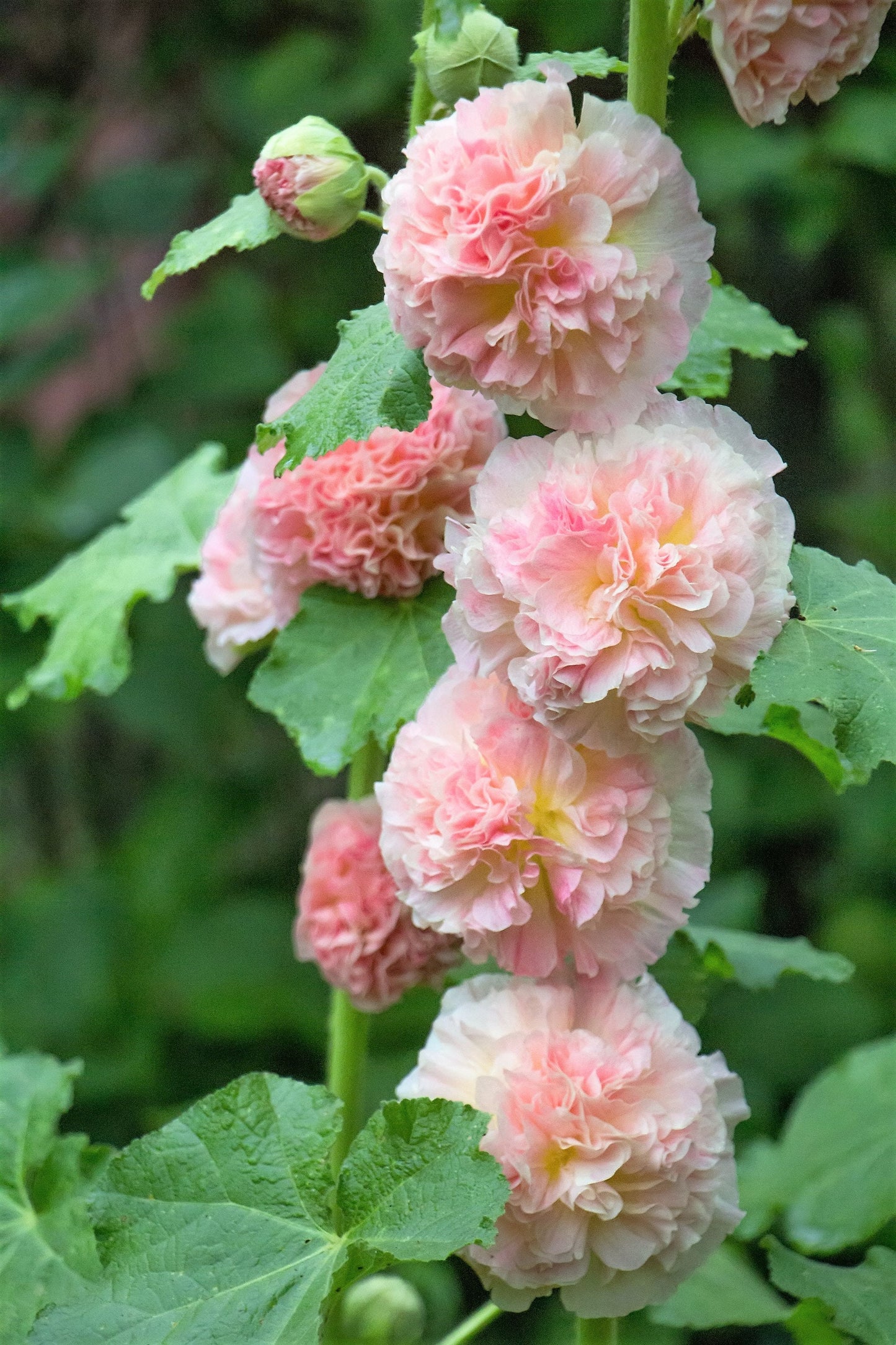 50 SUMMER CARNIVAL HOLLYHOCK Double Mixed Colors Red Pink White Yellow Peach Alcea Rosea Flower Seeds