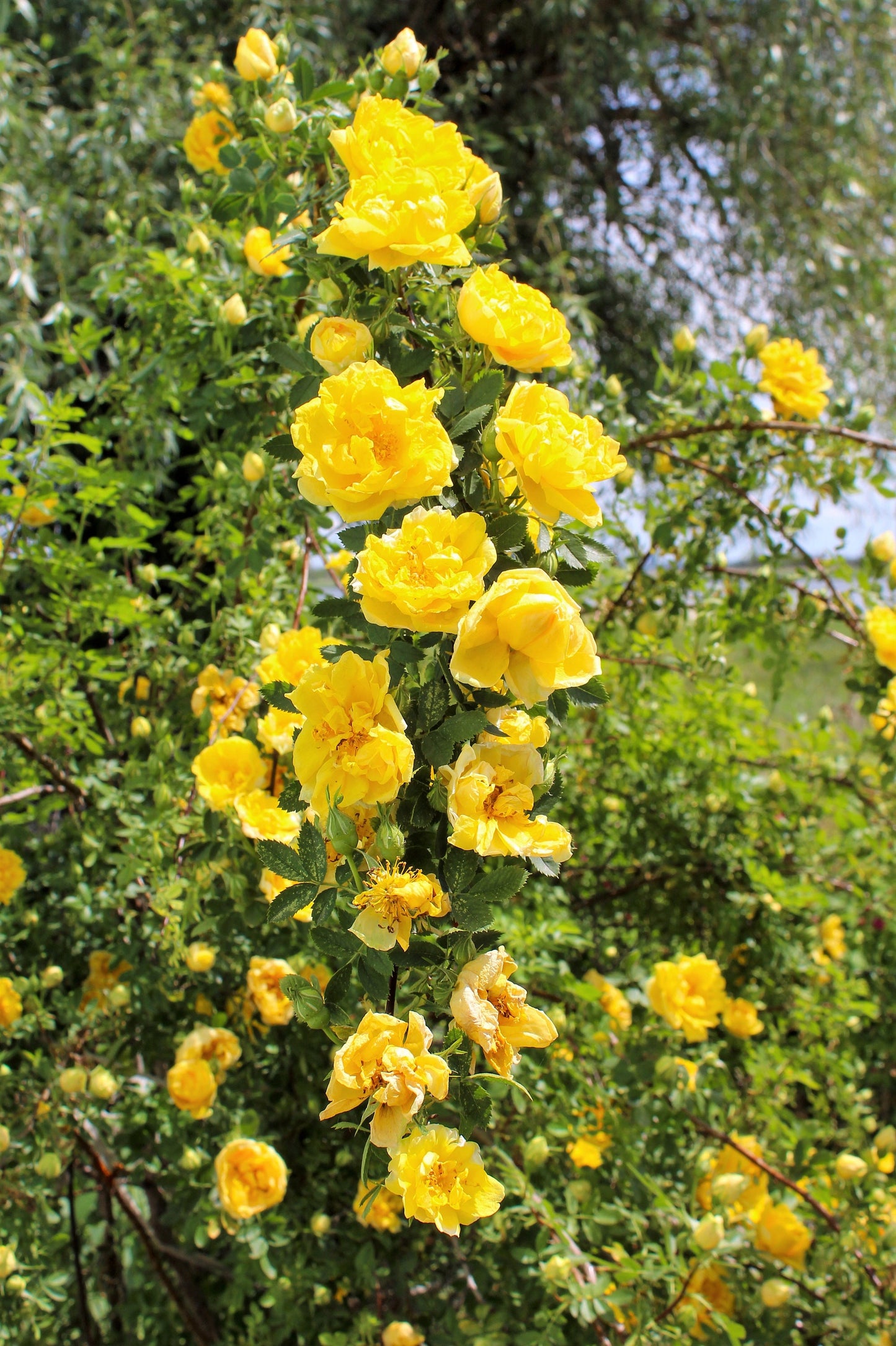 5 YELLOW CLIMBING ROSE Rosa Bush Vine Climber Fragrant Butterfly Flower Seeds