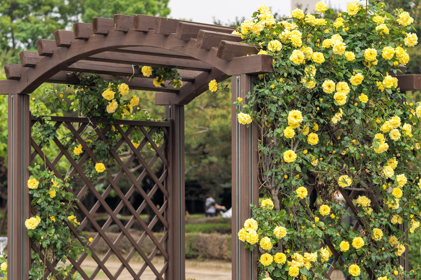 5 YELLOW CLIMBING ROSE Rosa Bush Vine Climber Fragrant Butterfly Flower Seeds