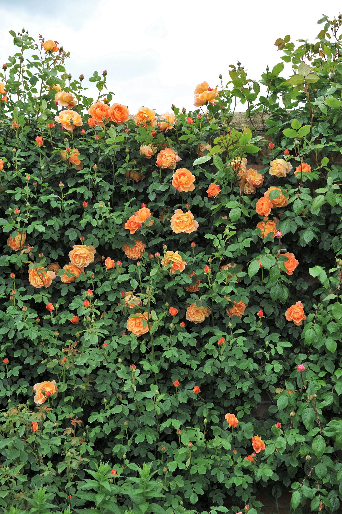 5 ORANGE CLIMBING ROSE Rosa Bush Vine Climber Fragrant Butterfly Flower Seeds