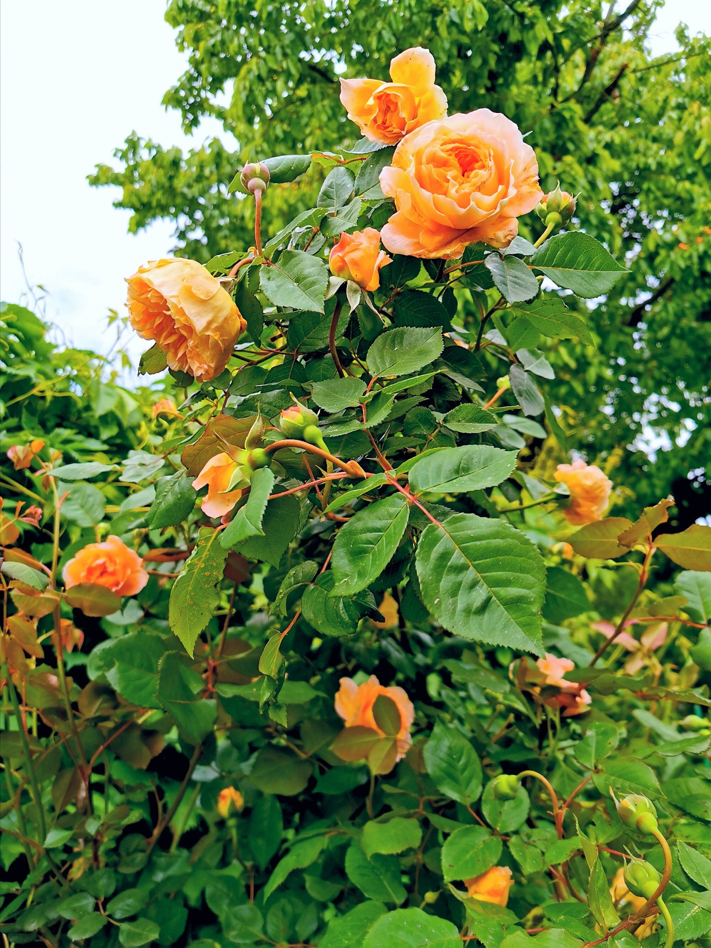 5 ORANGE CLIMBING ROSE Rosa Bush Vine Climber Fragrant Butterfly Flower Seeds