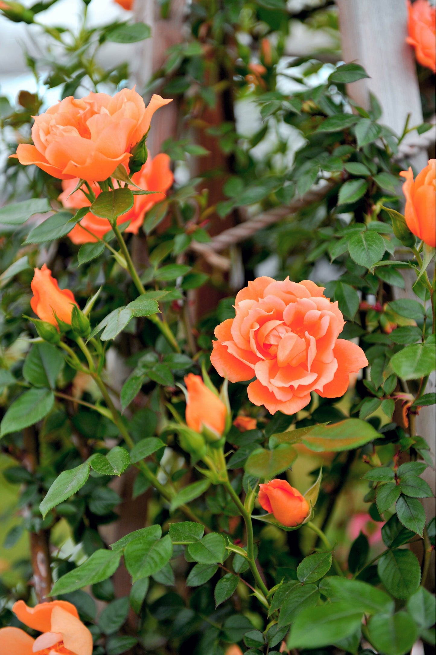 5 ORANGE CLIMBING ROSE Rosa Bush Vine Climber Fragrant Butterfly Flower Seeds