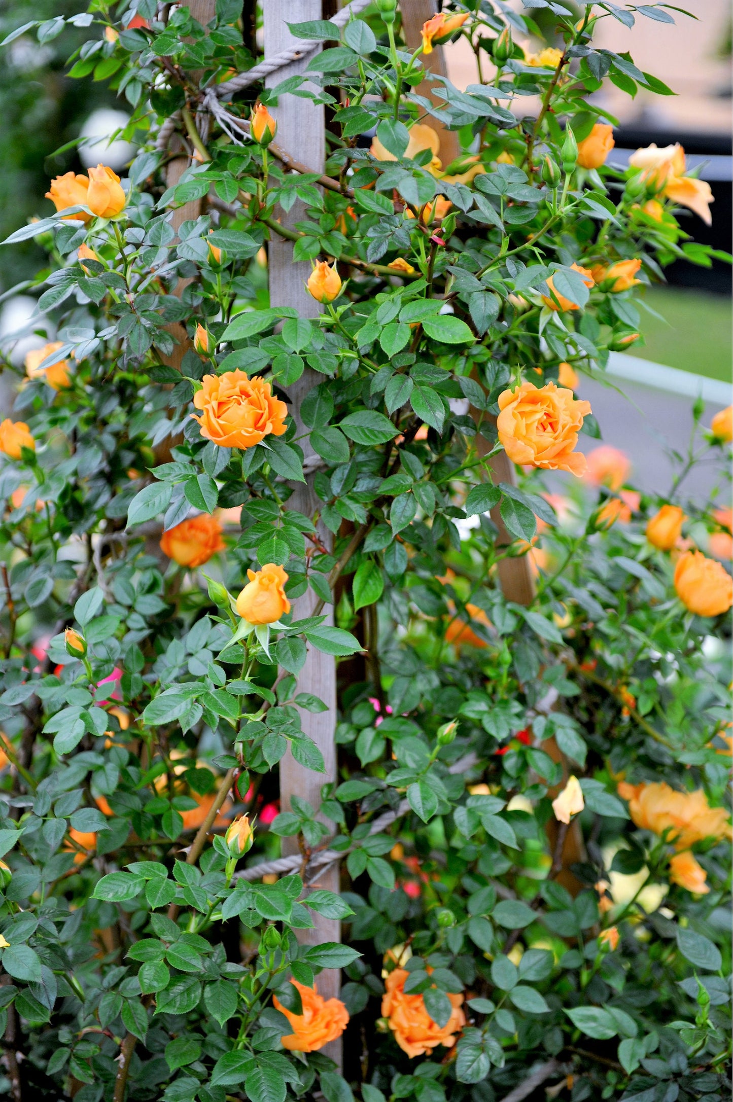 5 ORANGE CLIMBING ROSE Rosa Bush Vine Climber Fragrant Butterfly Flower Seeds