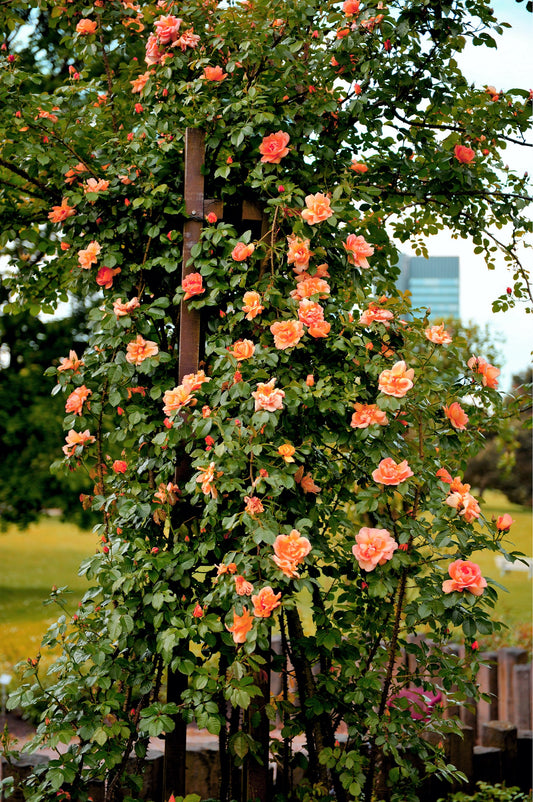 5 ORANGE CLIMBING ROSE Rosa Bush Vine Climber Fragrant Butterfly Flower Seeds
