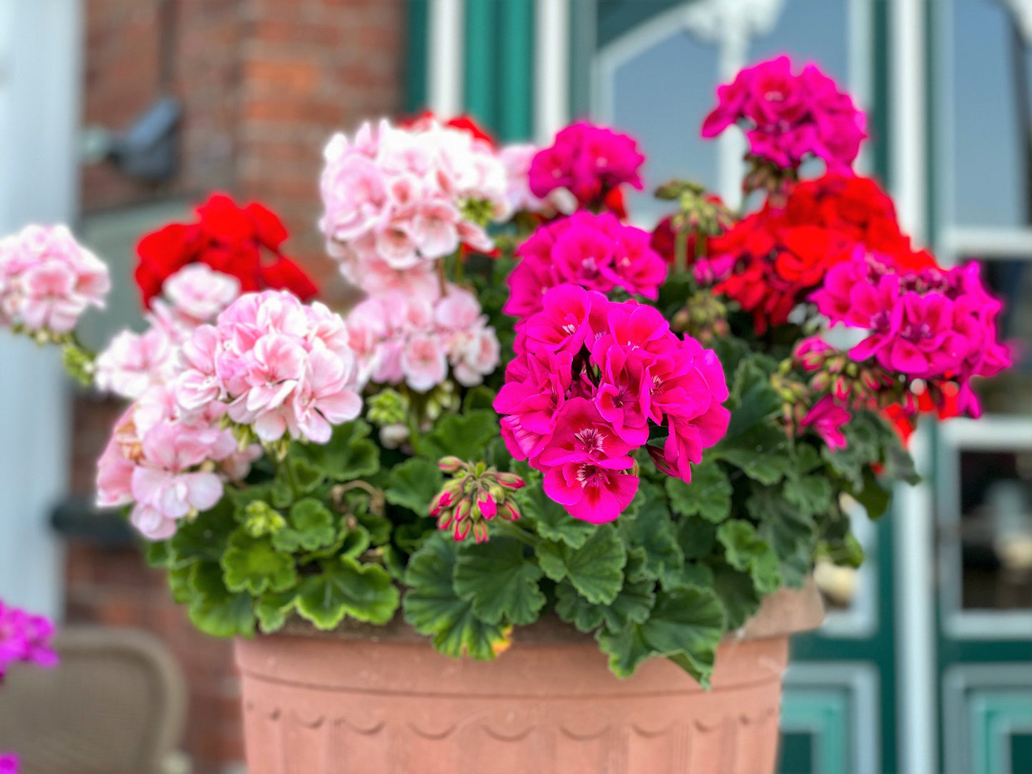10 MIXED COLORS GERANIUM Pelargonium Zonale Pink, Purple, White, Red, & Salmon Flower Seeds