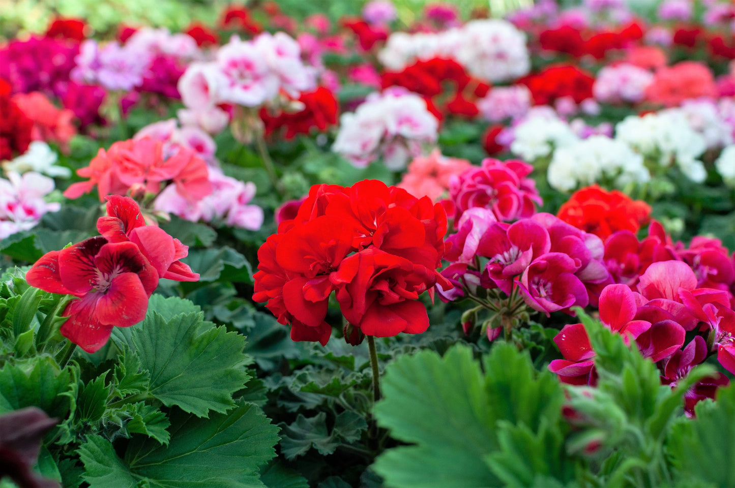 10 MIXED COLORS GERANIUM Pelargonium Zonale Pink, Purple, White, Red, & Salmon Flower Seeds
