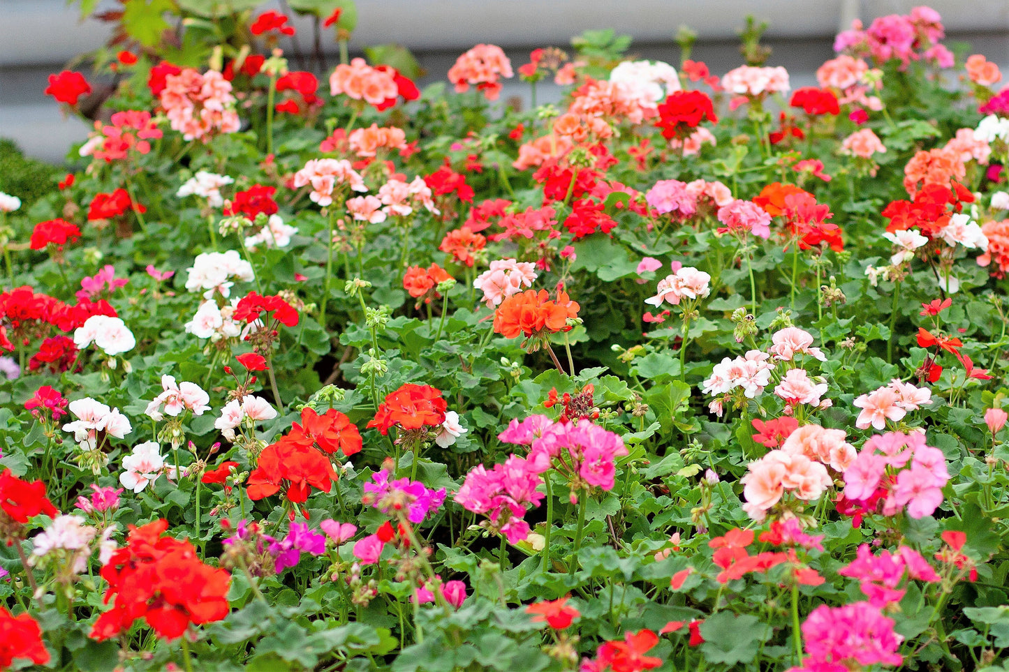 10 MIXED COLORS GERANIUM Pelargonium Zonale Pink, Purple, White, Red, & Salmon Flower Seeds
