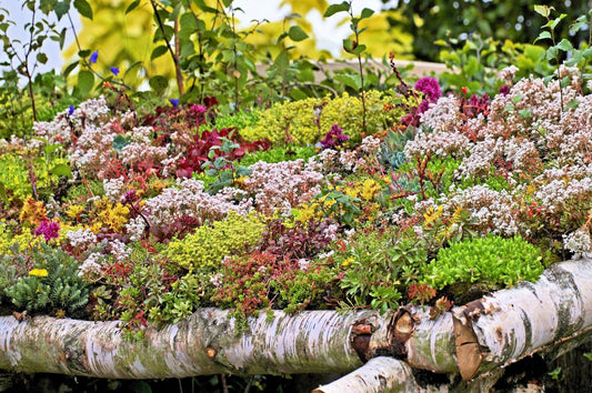 150 MIXED SEDUM Stonecrop Succulent Groundcover Red White Yellow Pink Purple Flower Seeds