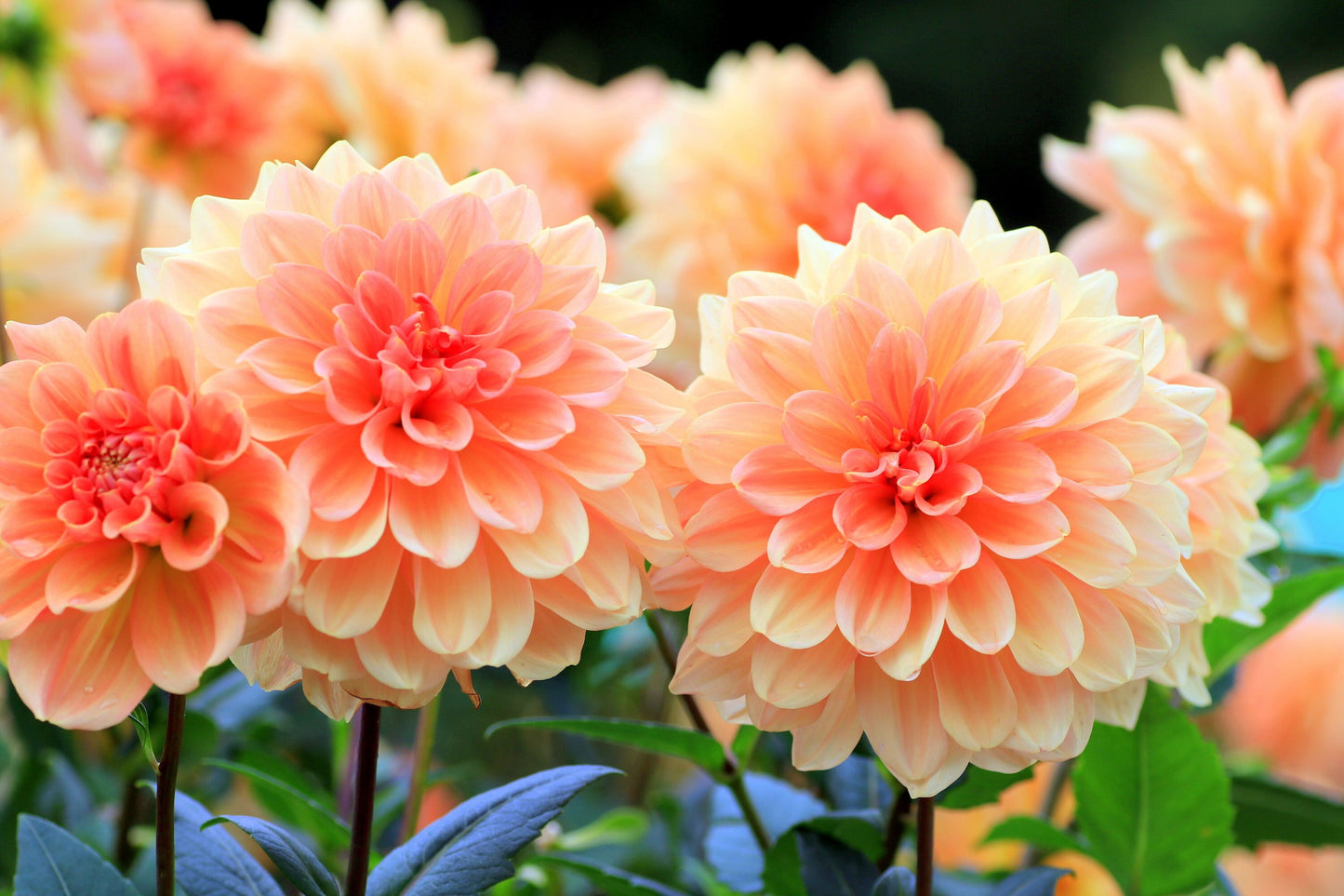 50 WATERCOLOR MIX DAHLIA Variabilis Double Bloom Mixed Colors Yellow Peach Pink Lavender Cream Orange Flower Seeds