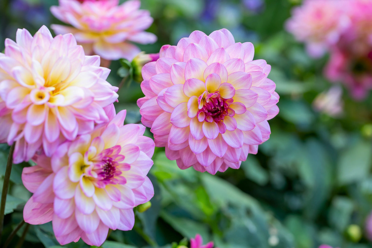 50 WATERCOLOR MIX DAHLIA Variabilis Double Bloom Mixed Colors Yellow Peach Pink Lavender Cream Orange Flower Seeds
