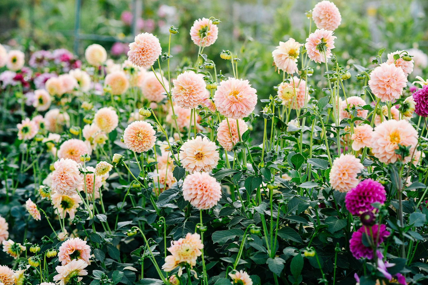50 WATERCOLOR MIX DAHLIA Variabilis Double Bloom Mixed Colors Yellow Peach Pink Lavender Cream Orange Flower Seeds