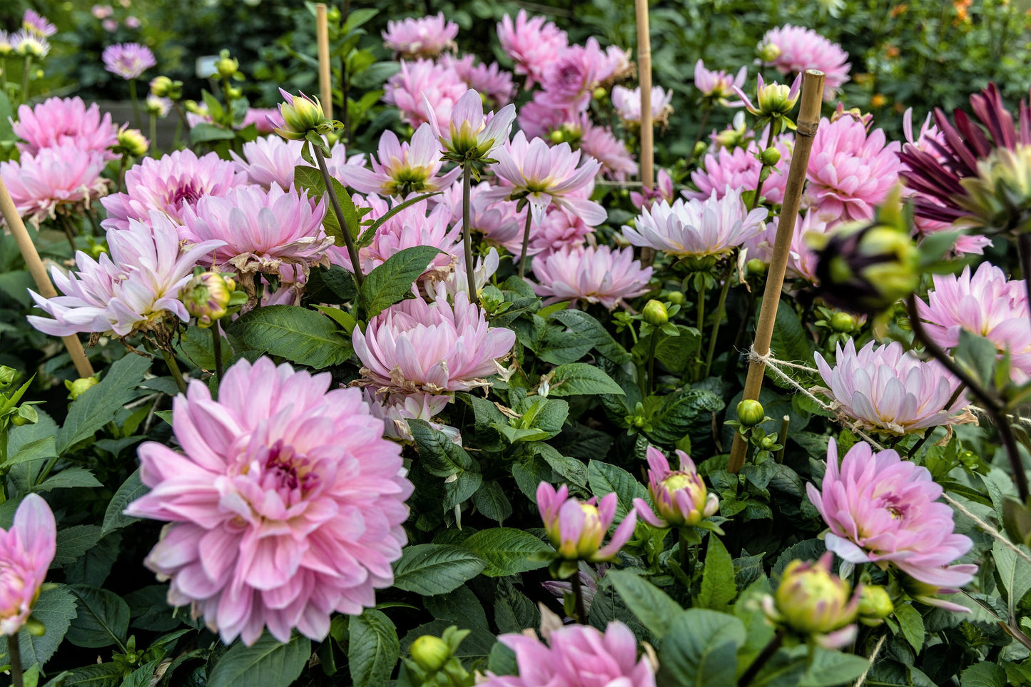 50 WATERCOLOR MIX DAHLIA Variabilis Double Bloom Mixed Colors Yellow Peach Pink Lavender Cream Orange Flower Seeds