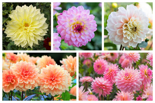 50 WATERCOLOR MIX DAHLIA Variabilis Double Bloom Mixed Colors Yellow Peach Pink Lavender Cream Orange Flower Seeds