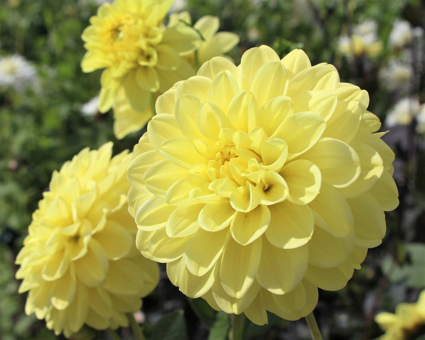 50 WATERCOLOR MIX DAHLIA Variabilis Double Bloom Mixed Colors Yellow Peach Pink Lavender Cream Orange Flower Seeds