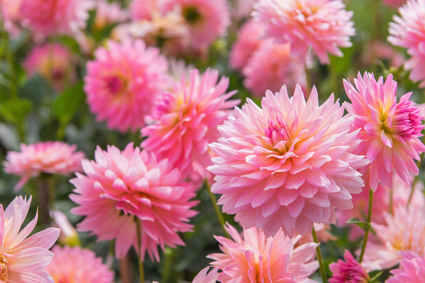 50 WATERCOLOR MIX DAHLIA Variabilis Double Bloom Mixed Colors Yellow Peach Pink Lavender Cream Orange Flower Seeds