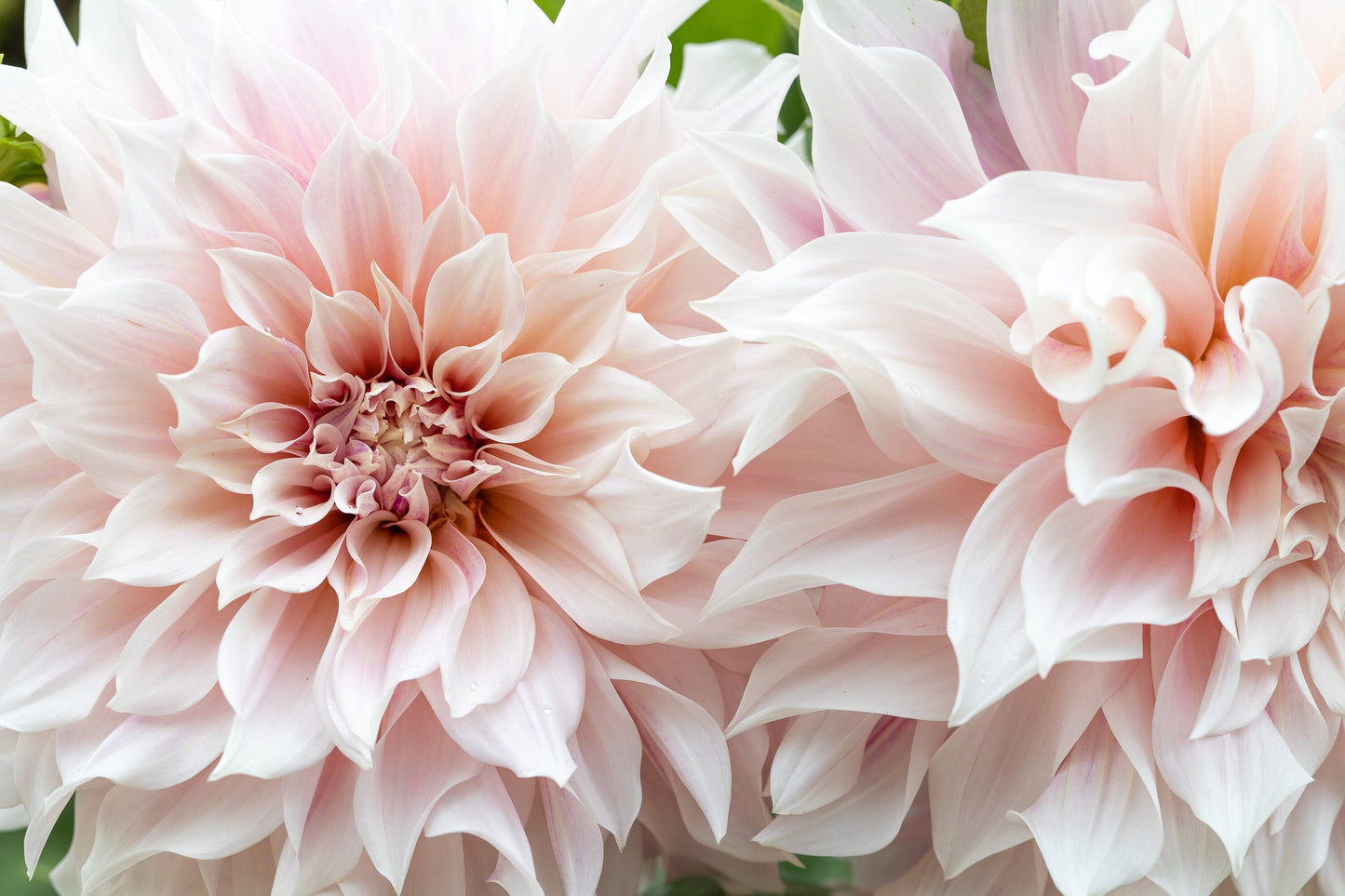 50 WATERCOLOR MIX DAHLIA Variabilis Double Bloom Mixed Colors Yellow Peach Pink Lavender Cream Orange Flower Seeds