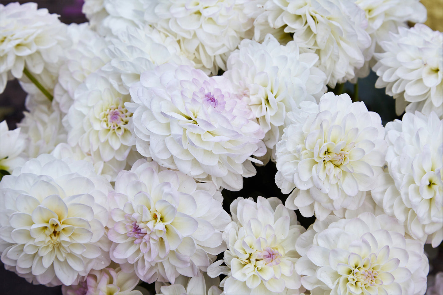50 WATERCOLOR MIX DAHLIA Variabilis Double Bloom Mixed Colors Yellow Peach Pink Lavender Cream Orange Flower Seeds