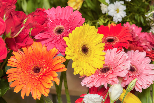 20 GERBER DAISY Mix Gerbera Jamesonii aka Barberton or African Daisy Mixed Colors Pink Purple Red Orange Yellow White Flower Seeds