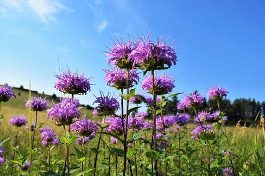 1000 WILD BERGAMOT Monarda Fistulosa aka Mintleaf Bee Balm & Oswego Tea Native Herb Purple Flower Seeds