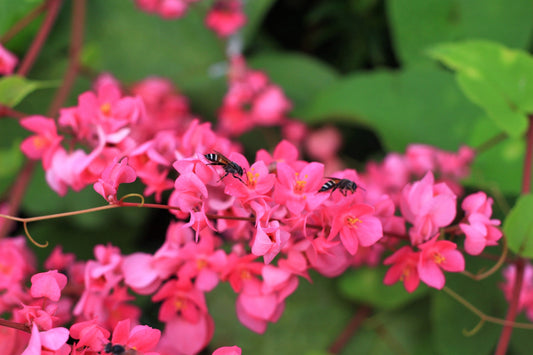 5 CORAL VINE Mexican Creeper Bee Bush Chain of Love Mountain Rose Antigonon Leptopus Bright Pink Climber Ground Cover Flower Seeds