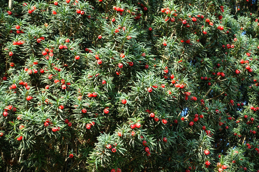10 ENGLISH YEW Taxus Baccata Tree Shrub Conifer Sun or Shade Red Ornamental Berry Seeds