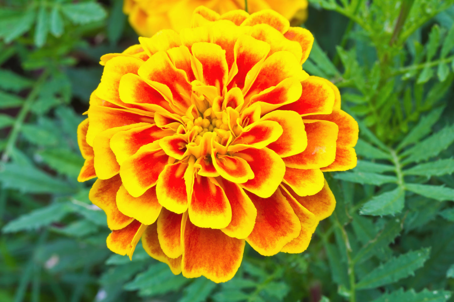 400 FRENCH MARIGOLD SPARKY Mixed Colors Tagetes Patula Orange Yellow Red Flower Seeds