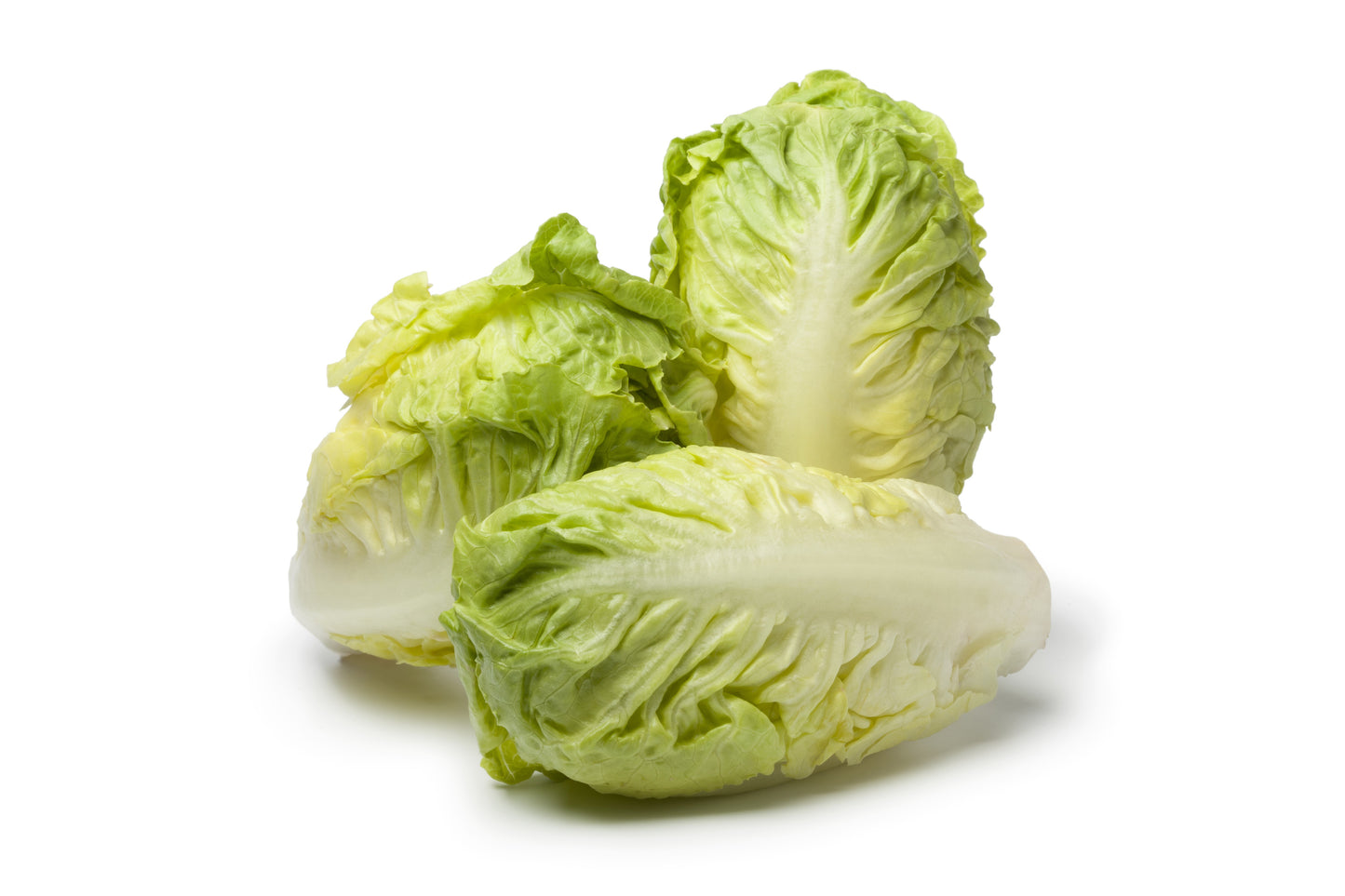 3000 LITTLE GEM LETTUCE Small Romaine Butterhead Lactuca Sativa Vegetable Seeds