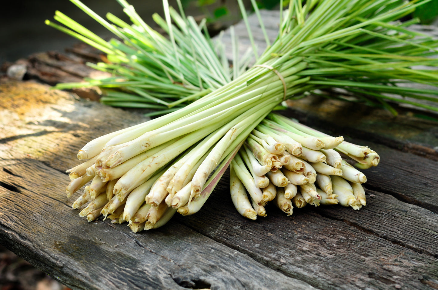 100 LEMONGRASS East Indian Lemon Grass Fragrant Ornamental Edible Cymbopogon Flexuosus Seeds