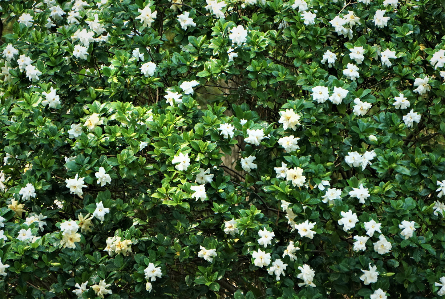 50 GARDENIA Jasminoides / CAPE JASMINE Fragrant White Shrub Houseplant Flower Seeds