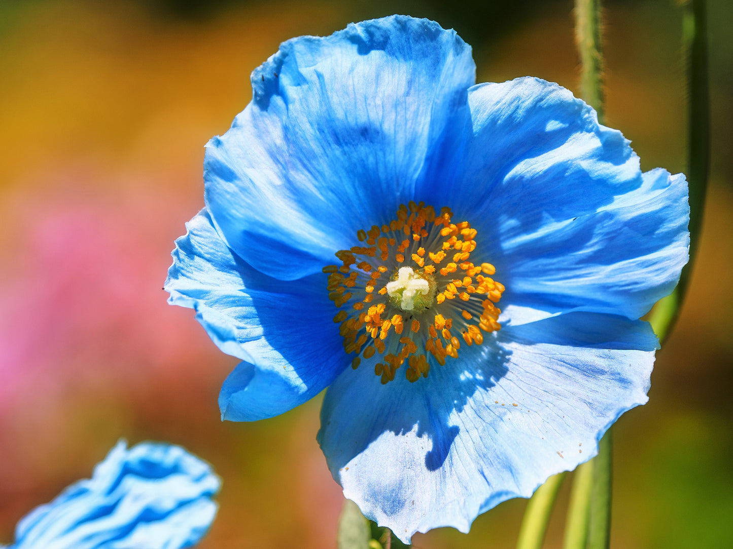 10 BLUE HIMALAYAN POPPY Tibetan Meconopsis Betonicifolia Flower Seeds