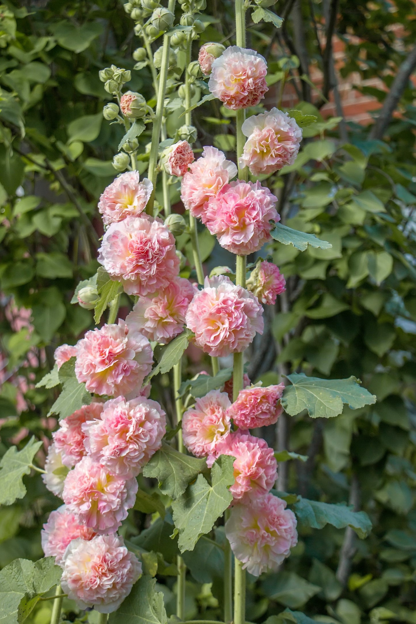50 SUMMER CARNIVAL HOLLYHOCK Double Mixed Colors Red Pink White Yellow Peach Alcea Rosea Flower Seeds
